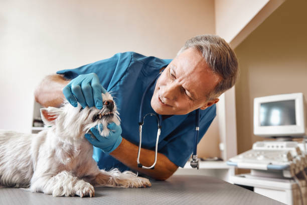 Best Knocked-Out Tooth (Avulsed Tooth) Treatment in Barnwell, SC